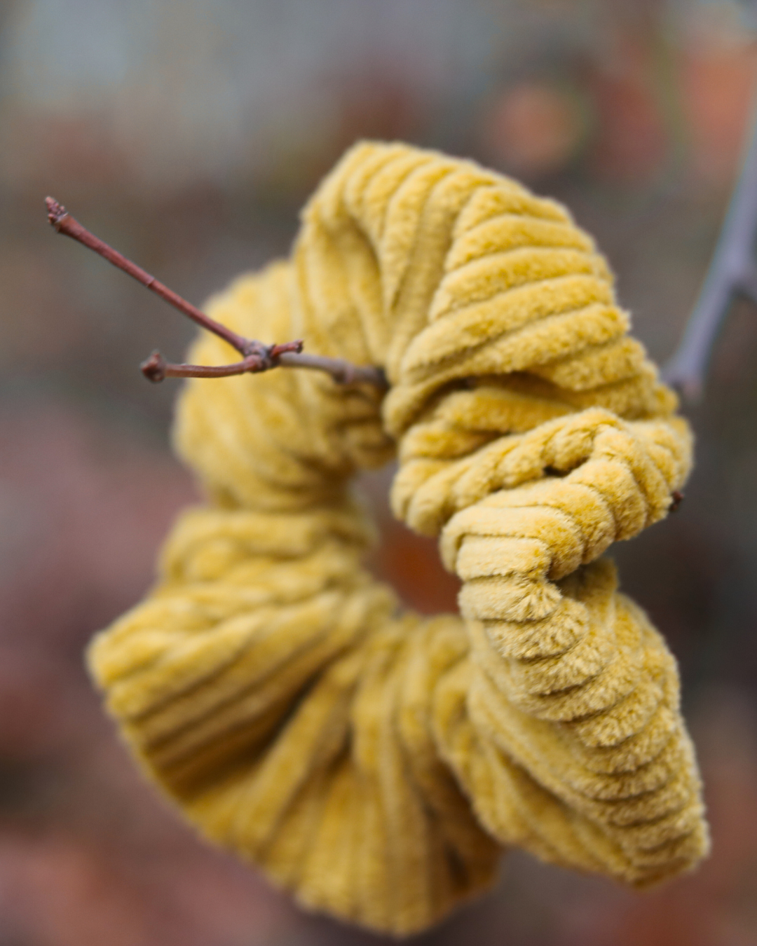 Golden Twist Scrunchie - Okergeel